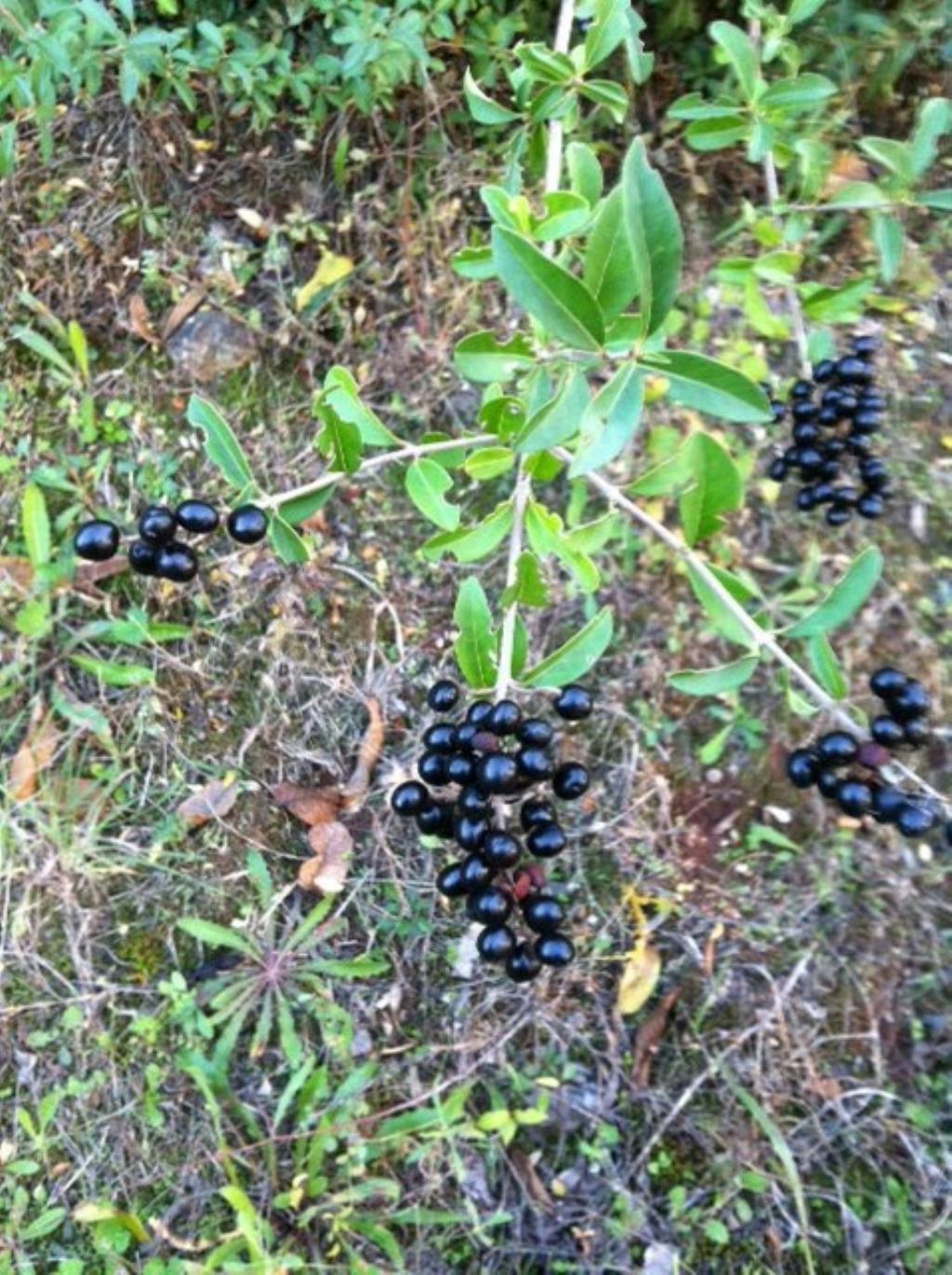 Arbusto da identificare: Ligustrum vulgare